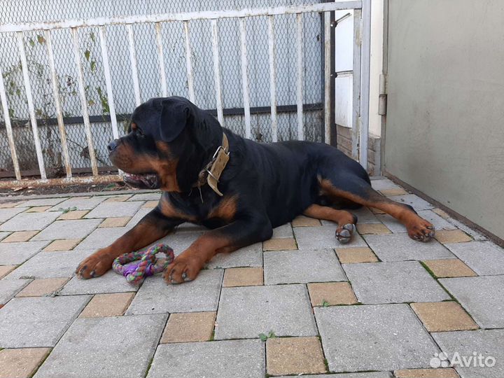 Приглашение на случку