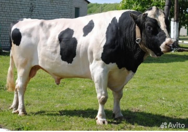 Бычки телята