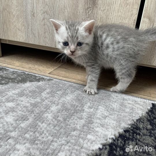 Британская