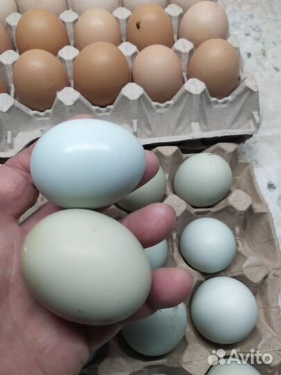 Инкуационное яйцо