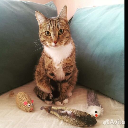 Домашняя передержка для кошек и котиков