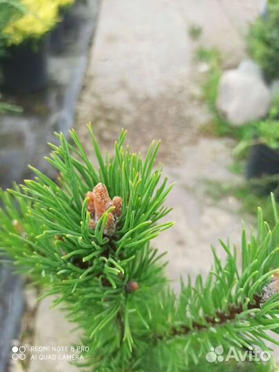 Сосна горная гном