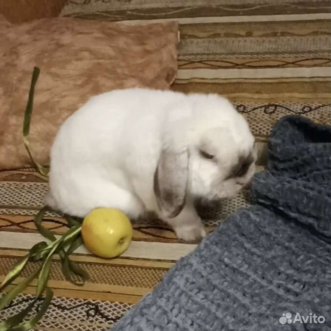 Декоративный кролик вислоухий минилоп