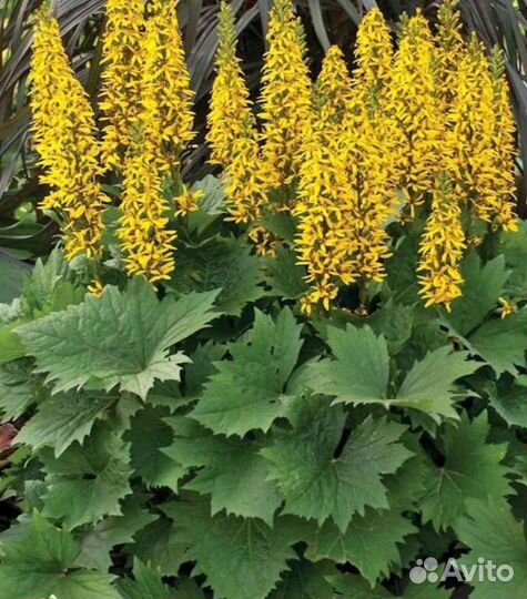 Вологодское кружево, Бузульник, Седум