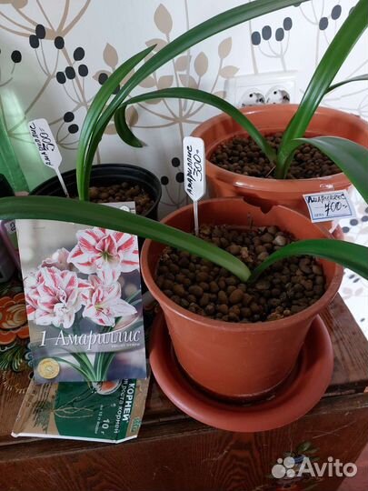 Гиппиаструм