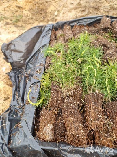 Сеянцы сосны окс