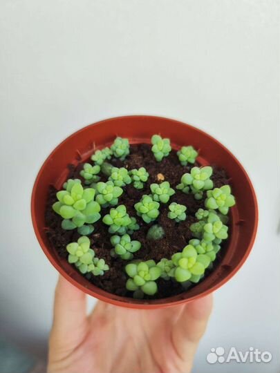 Седум Буррито (ампельный суккулент)