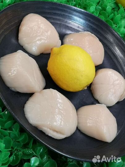 Морской гребешок парной, только что из моря