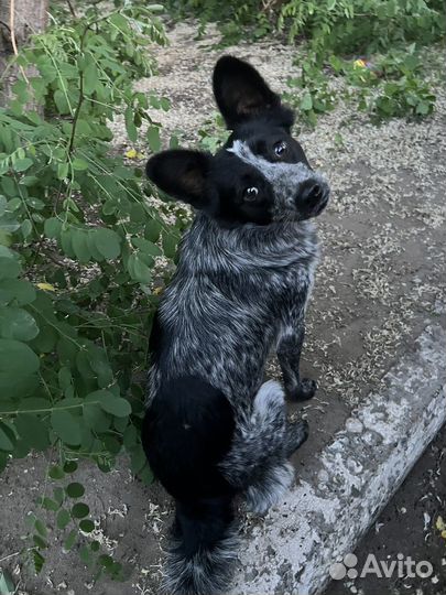 Маленькая собака в дар