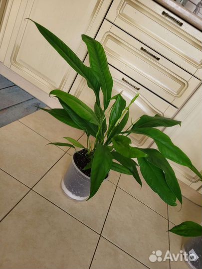 Антуриум Бейкера