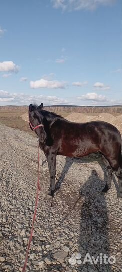 Продам быстро кобылу