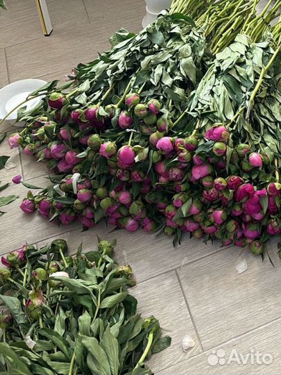 Пионы на срез Москва