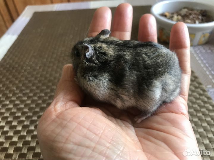 Отдаю джунгарского хомячка