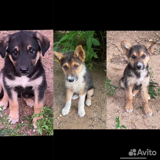 Щенки бесплатно