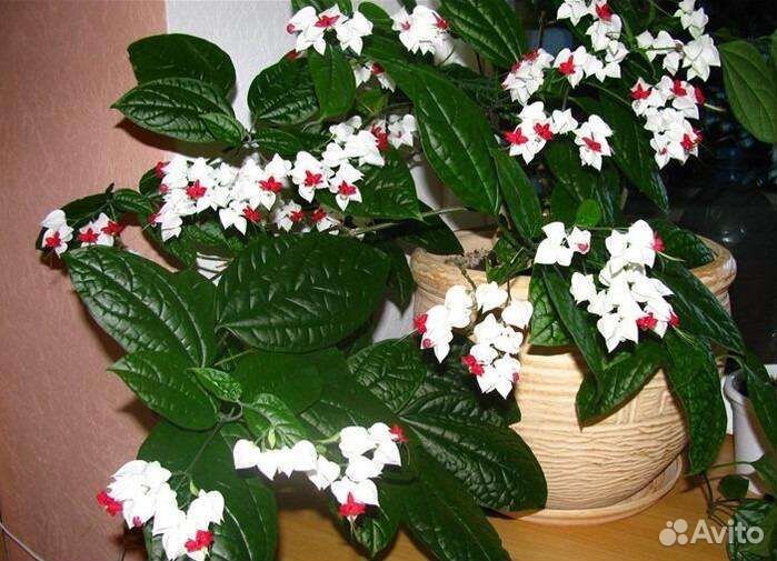 Клеродендрум Томпсона