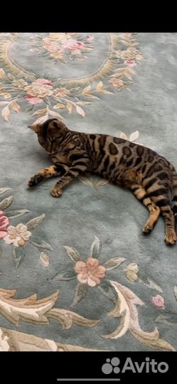 Бенгальский кот