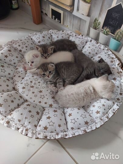 Шотландские котята