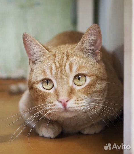 Кот Мультик. Рыжий солнечный в дар