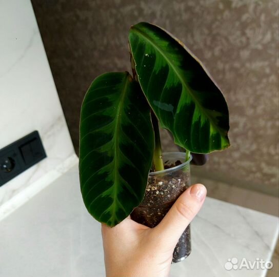 Комнатные цветы