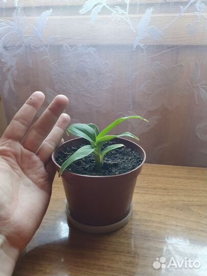 Банан карликовый