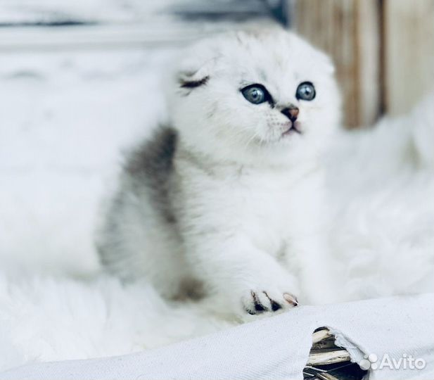 Комочки счастья