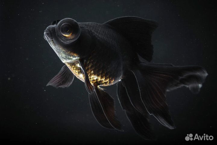 Телескоп черный. Золотая рыбка