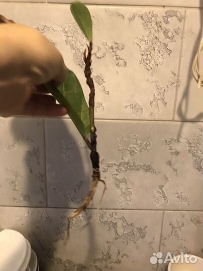 Фикус Лирата- отросток с корешками