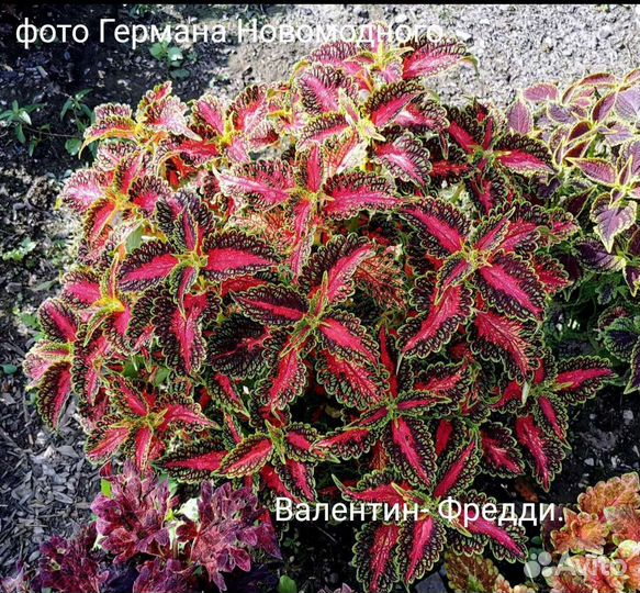 Семена колеусов часть 1