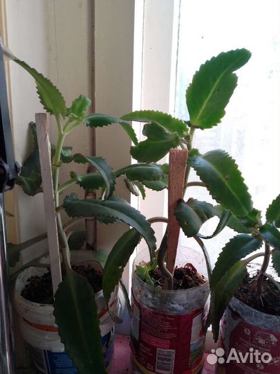 Каланхоэ, алоэ вера и лечебное алоэ