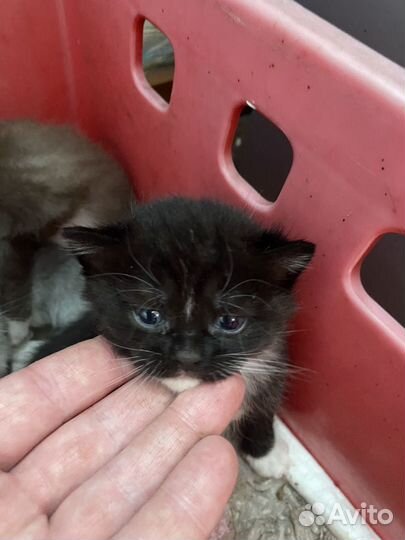 Отдам в добрые руки