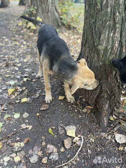 Щенок в дар