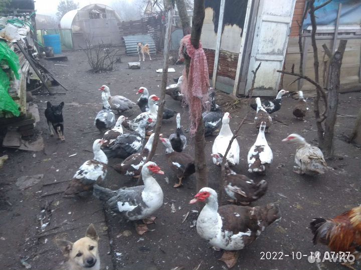 Мускусные утки