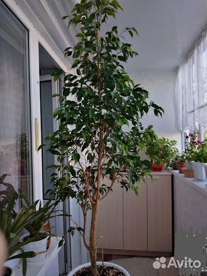 Фикус бенджамина