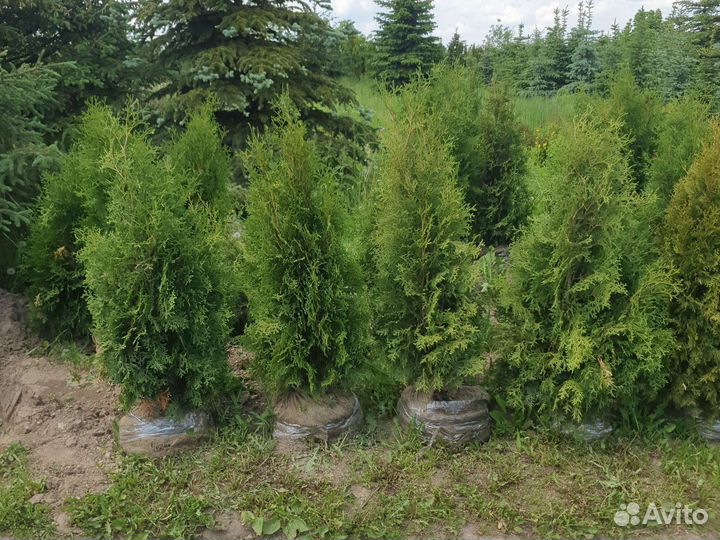 Туи для вашего участка