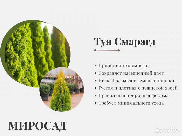 Туя Cмарагд