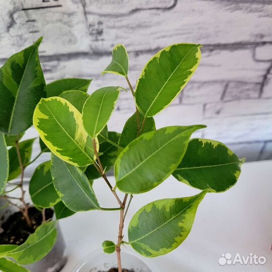 Фикус бенджамина Саманта