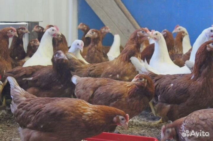 Петушки молодки зимней породы