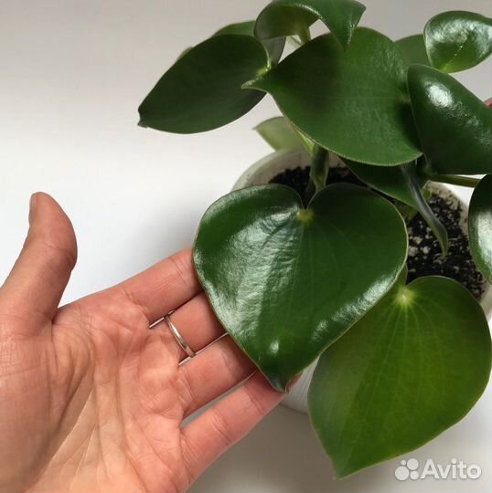 Пеперомия Рейндроп