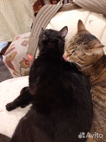 Котик в добрые руки