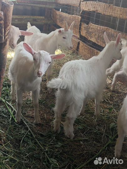 Козы, зааненская порода, высокоудойные