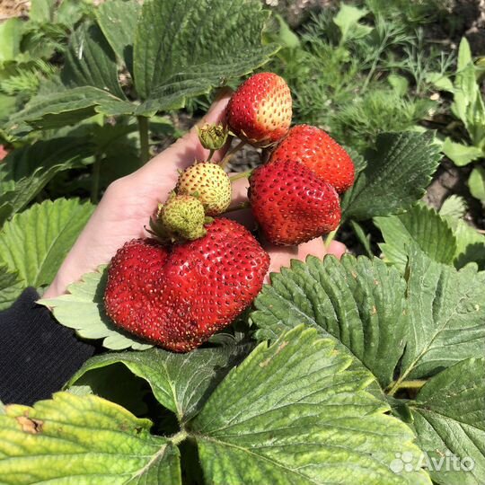 Рассада клубники Цунаки