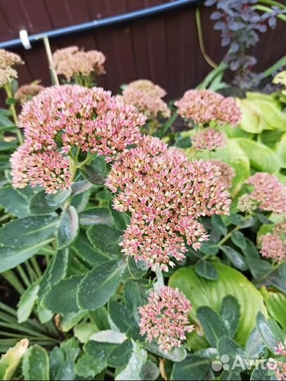 Купена, очиток, борвинок