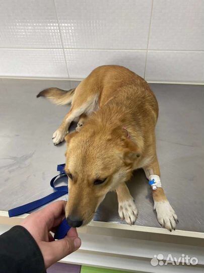 Небольшая собачка в добрые руки