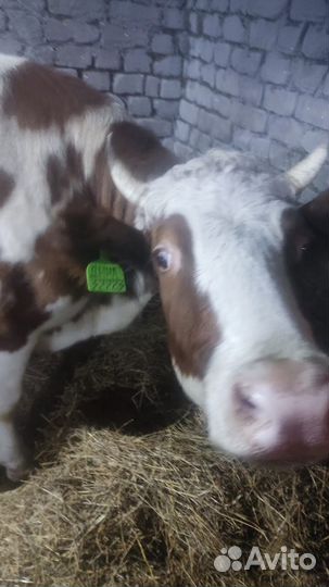 Корова стельная дойная