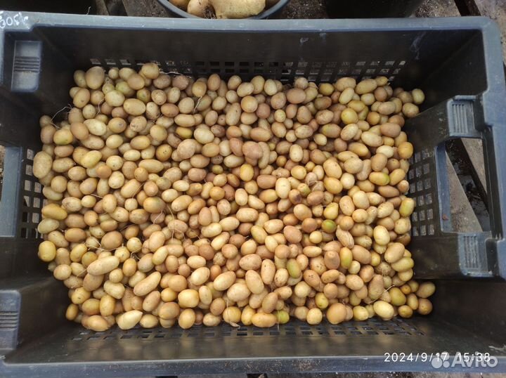 Картофель Инноватор, миниклубни (вирусов нет)