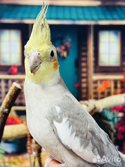 Попугаи корелла