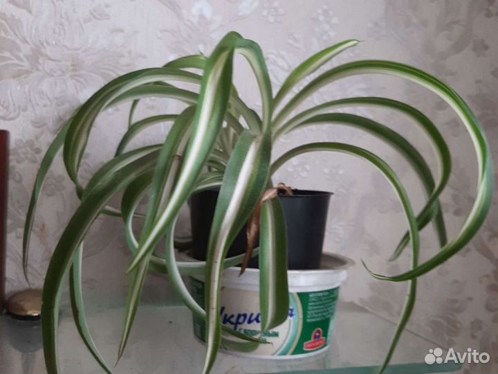 Хлорофитум кучерявый Бонни