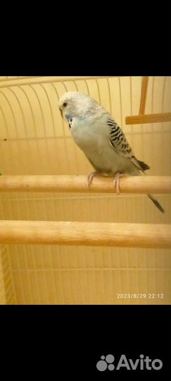 Волнистый попугай