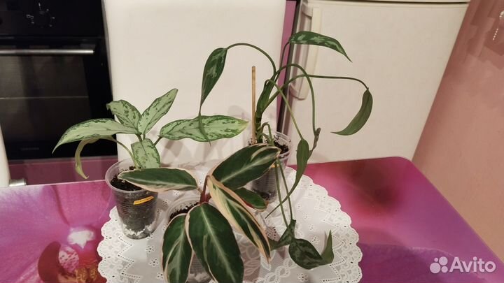 Растения набором