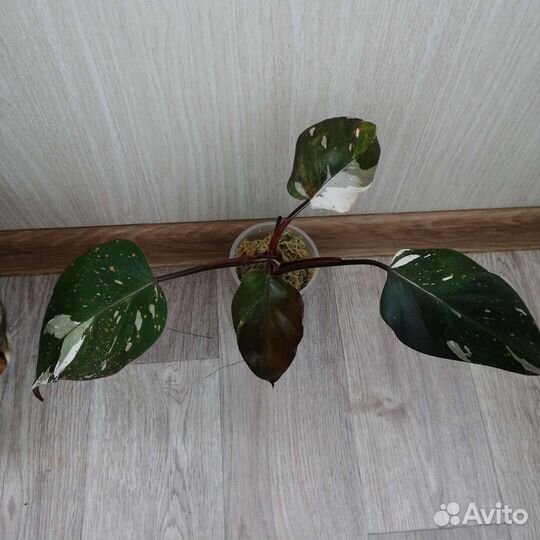 Филодендрон ред андерсон